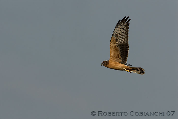 Albanella minore juv.